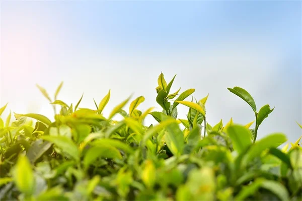 极端温度変化で植物はショックを受ける？5つの実践テクニック