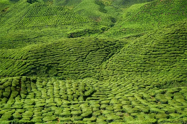 ミツバチを呼ぶ漂移种植のコツ – 3-5-7ルールで簡単実践