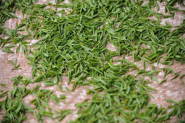 Engelmann雲杉はどこで育つの？その生態と管理のコツを徹底解説