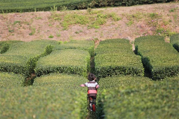 冬の庭を華やかに！実体験から厳選した植物選びのコツ