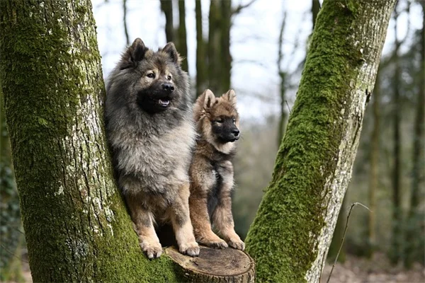アジサイの盆栽樹形、鉢植えで作る剪定のコツ
