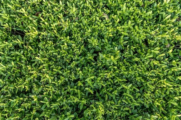 斑入り観葉植物が高価でも買う価値がある理由と私が選んだ理由