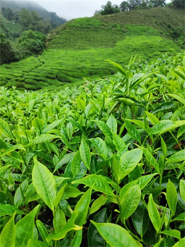 アラスカの冬でも観葉植物を元気に育てる5つのコツ