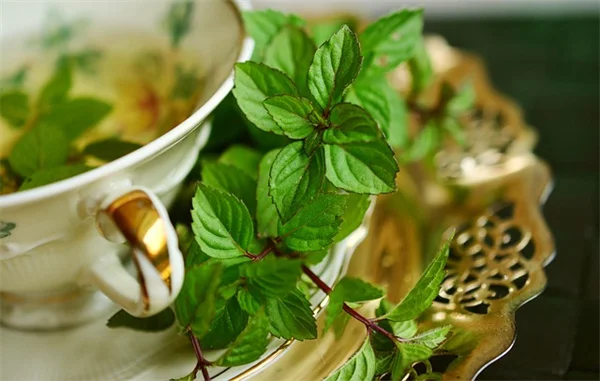 かぼちゃとズッキーニ、観賞用ウリの違いを解説！誤解しがちな使い分けのコツ