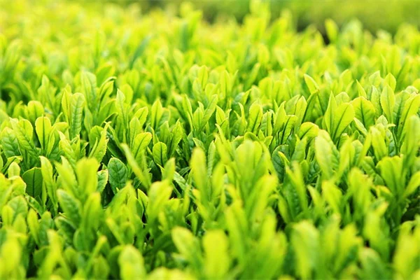 庭師が教える！湖效应雪から植物を守る実践法